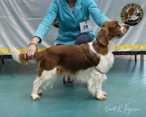Grad Dog